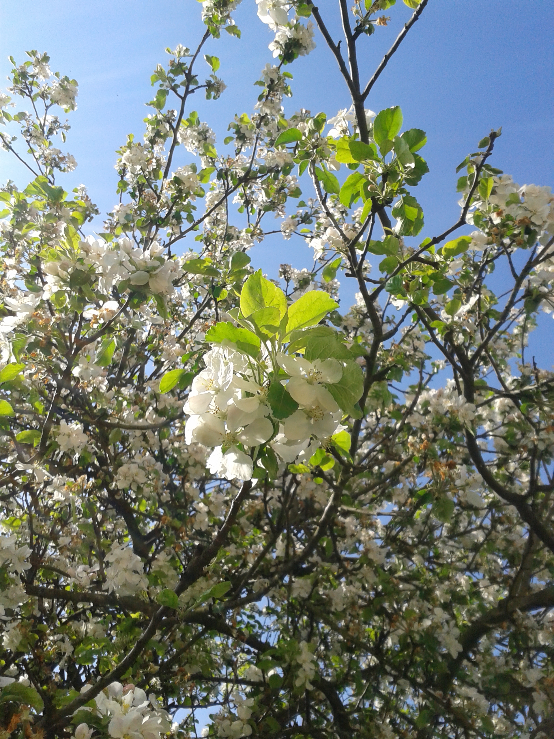květen - jablon